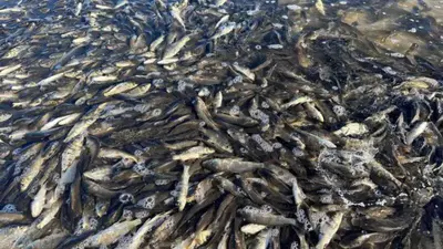 Surface of Lake Bonney in SA covered with millions of dead fish