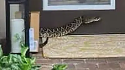 Amazon delivery driver bitten by venomous rattlesnake, hospitalized in very serious condition
