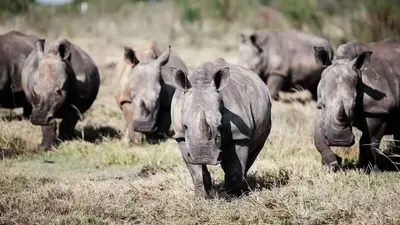 Africa’s white rhino population rebounds for 1st time in a decade, new figures show