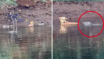 Crocodile ‘empathy’? Crocs shown appearing to save the life of a stray dog in Indian river