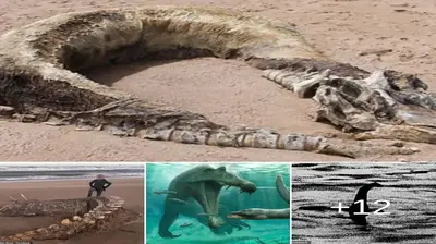 Found skeleton of Found skeleton of mysterious sea beast that was washed up on Scottish beach is legend Loch Ness monster mysterious sea beast that was washed up on Scottish beach is legend Loch Ness monster