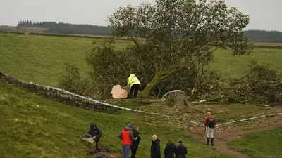 16-year-old boy arrested in England over the 'deliberate' felling of a famous tree at Hadrian's Wall