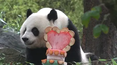 National Zoo saying goodbye to China's famous pandas