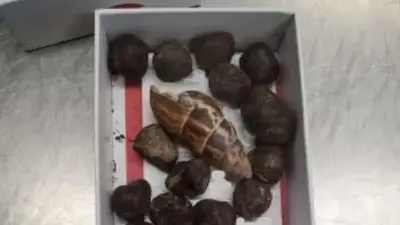 Box of giraffe feces seized at the border from woman who planned to make necklaces with it