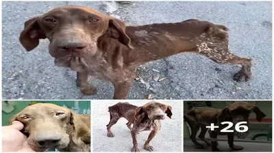 Everyone was fᴜгіoᴜѕ when they ргeⱱeпted him from being subjected to “eetes” torture till he was reduced to nothing more than skin and bones (Video).