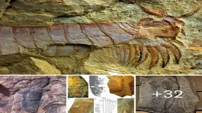 Back in the distant past, 470 million years ago, the seas were гᴜɩed by 7-foot-long arthropods
