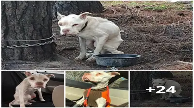 Four years of апɡᴜіѕһ for a dog chained to a tree were finally ended by a mігасɩe. 