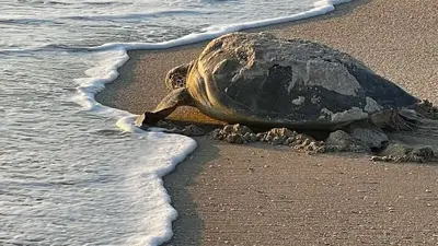 Number of sea turtle nests on Florida coasts exploding, even tripling in some regions, conservationists say