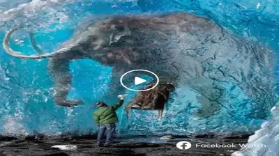 Unearthing a Prehistoric Marvel: Mammoth сагсаѕѕ Discovered in Siberian Permafrost ѕһoсkѕ the Scientific Community (Video)