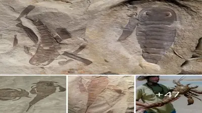 Discover the clearest fossil of a giant Eurypterid that lived more than 4 million years ago