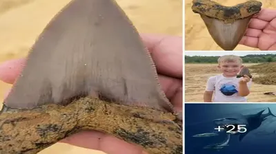 8-year-old boy digs up 5-inch-long prehistoric shark tooth from 22 million years ago during a fossil һᴜпt with his family
