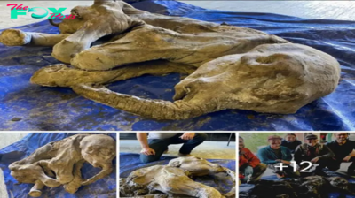 Preserving Legacy: Ambitious Long-Term Strategy Unveiled for Baby Mammoth Unearthed in Yukon’s Ancient Grounds