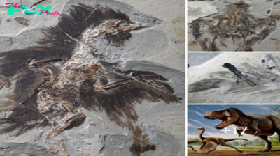 Discovery of the Oldest Red Pigment in a 130 Million-Year-Old Feather Provides Insights into the Coloration of Dinosaurs