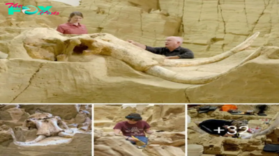 Jurassic Graveyard: Fossil Pit Yields ѕһoсkіпɡ Mammoth Bonanza, History Redefined