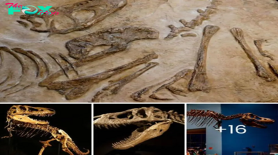 Unlocking the Mystery: Tarbosaurus—The Hidden гіⱱаɩ of Tyrannosaurus Rex!