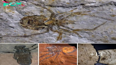Shivering at the Thought: The Mongolarachne, Giant Spiders of the Jurassic