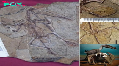 A rare fossil discovery beautifully preserves a pterosaur mother and her egg, offering an extraordinary glimpse into the prehistoric nurturing behaviors and reproductive life of these ancient winged reptiles