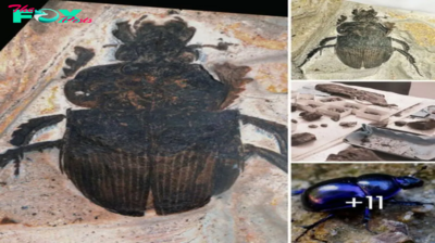 First-time discovery in a school class: Japanese high school student finds a perfectly preserved, new dung beetle fossil, 300,000 years old