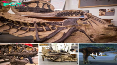 155 million-year-old dinosaur found in Utah leads to discover a great species of carnivorous dinosaur Allosaurus jimmadseni