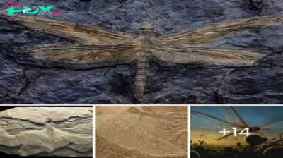 Meet ‘Meganeura’, Massive Carnivorous Dragonflies Ruled Earth’s Skies Preceding the Age of Dinosaurs