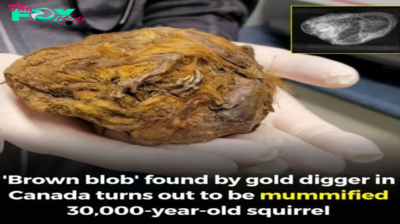 A gold miner found a mysterious grapefruit-sized fur ball. It turned out to be a ‘perfectly preserved’ 30,000-year-old squirrel