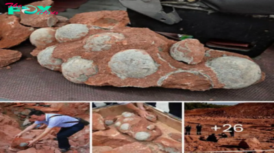 Dozens of perfectly preserved dinosaur eggs dating back 130 MILLION YEARS are ᴜпeагtһed in China’s ‘hometown of ѕсагу dragons