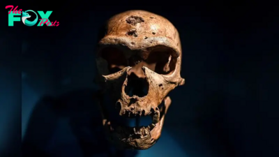 'It haunts all our imaginations': Were Neanderthals really like us?