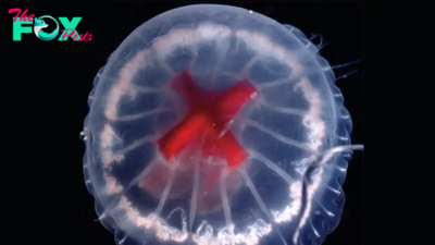 Bizarre jellyfish with bright red cross for a stomach discovered in volcanic caldera off Japan