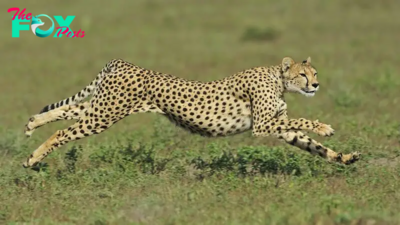 What is the fastest animal on Earth?