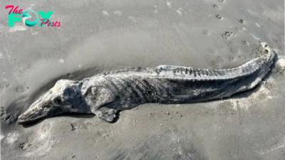 Haunting 'mummified dolphin' found on US beach may have been dead for months
