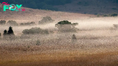 Giant, synchronized swarms of locusts may become more common with climate change