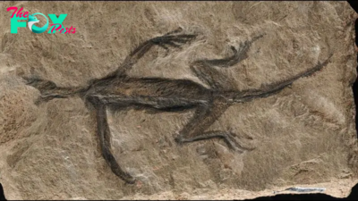 Only part of rare 280 million-year-old fossil is real — the rest is mostly paint