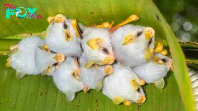 Honduran white bats: The fluffy little bats that roost together in leaf tents