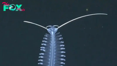Watch hypnotizing footage of mysterious deep-sea worm 'dance like nobody's watching'