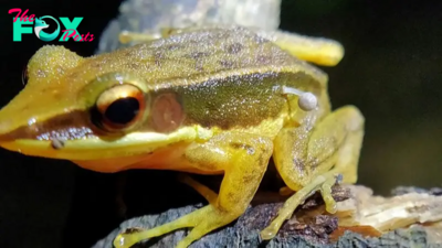 Why is a mushroom growing on a frog? Scientists don't know, but it sure looks weird