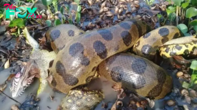 How we found the northern green anaconda, a new species of the heaviest snake on Earth