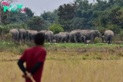 India Has an Elephant Poaching Problem. Alia Bhatt’s New Series Takes a Closer Look