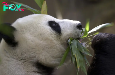 China Plans to Send San Diego Zoo More Pandas This Year, Reigniting Its Panda Diplomacy