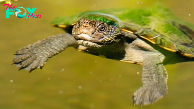 Mary River turtle: The green-haired oddball that can breathe through its butt for 72 hours