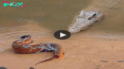Unforgettable Clash: Riveting Face-off Between Crocodile and 860-Volt Electric Eel Captured on Camera!