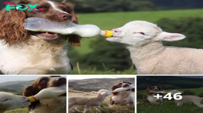 Endearing Connections: Guide Dogs Strike Up Fascinating Friendships with a Charming Sheep