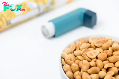 An Asthma Drug Can Drastically Reduce Food Allergies
