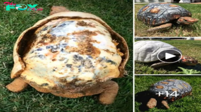 Shell of Hope: Injured Tortoise from Forest Fire Receives Remarkable 3D-Printed Replacement, Embarking on a Journey of Recovery