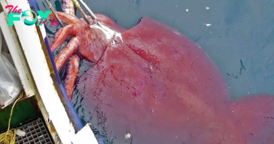/1.”During an Atlantic Ocean expedition, American fishermen have a surprising encounter with a colossal 1800-pound giant squid, measuring an astounding 65 feet, colliding with their boat.”