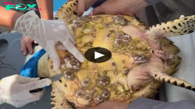 Inspirational Sea Turtle Salvation: Enchanting Footage Illuminates an Extraordinary Effort to Safeguard Them from Oyster Perils