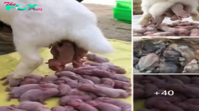 Mesmerized by the Spectacle: Onlookers Amazed by the Mid-Air Birth of a Mother Dog, Captivated by Life’s Wonders