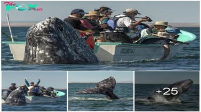 Hilarious Moment: Sneaky Whale Pops Up Behind Sightseers As They Look the Wrong Way
