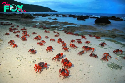 S29. Mesmerizing Spectacle: Millions of Red Crabs Gather for Enchanting Mating Ritual, Transforming Christmas Island into a Stunning Natural Wonder. S29