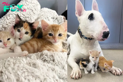 “Empowered by a Dog’s Care: Three Undernourished Kittens Blossom into Stunning Cats”.S8
