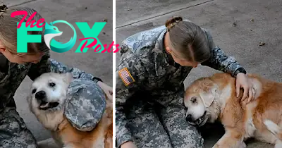TT Emotional Reunion: Senior Pup Overcomes Walking Challenges, Tears Flow as Soldier Mom Returns